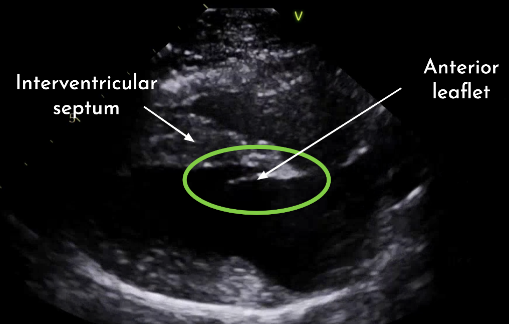 Point-of-care ultrasound of left ventricle in dogs and cats with shock